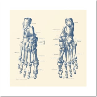 Foot and Ankle Skeletal Diagram - Anatomy Poster Posters and Art